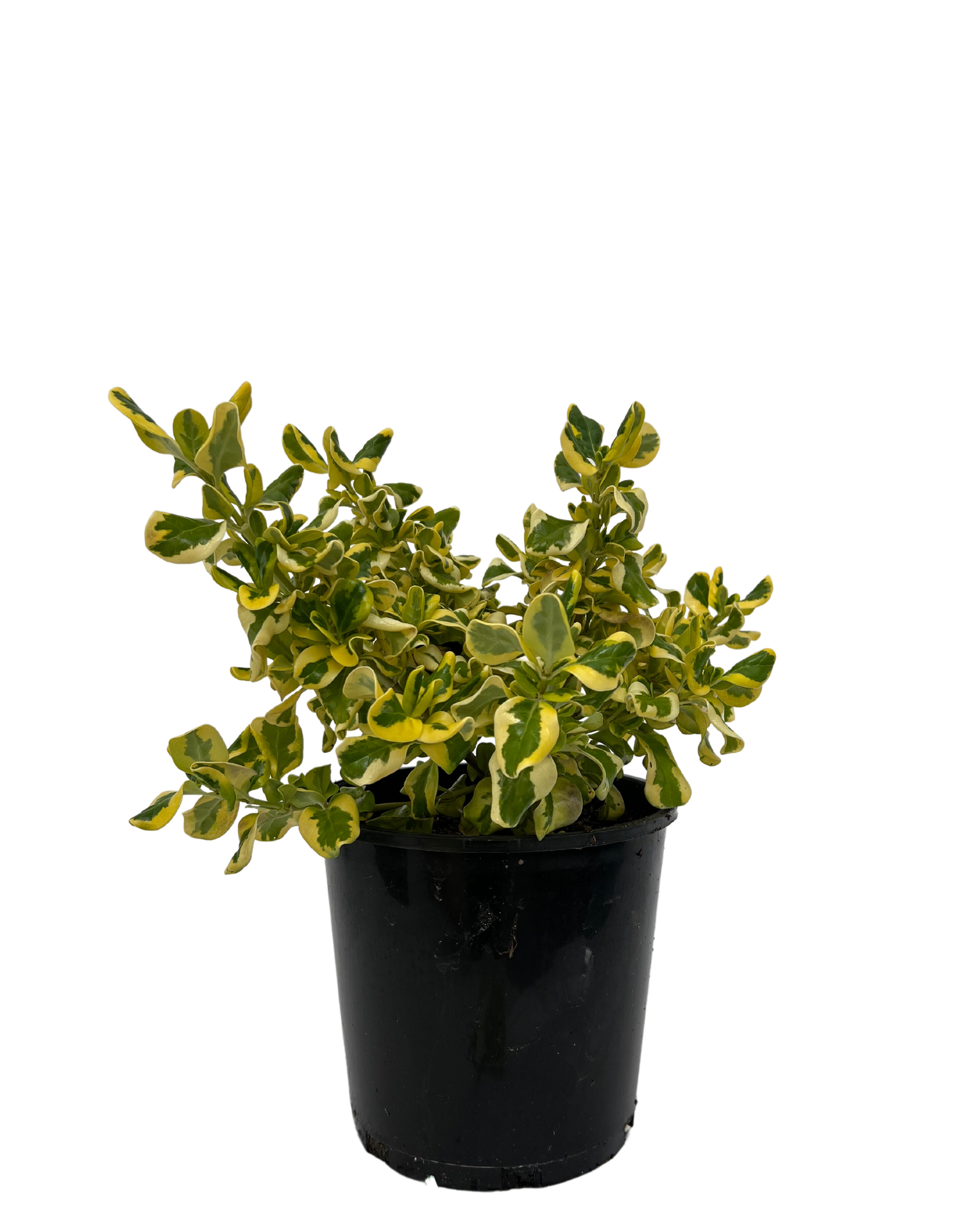 Coprosma Green and Gold