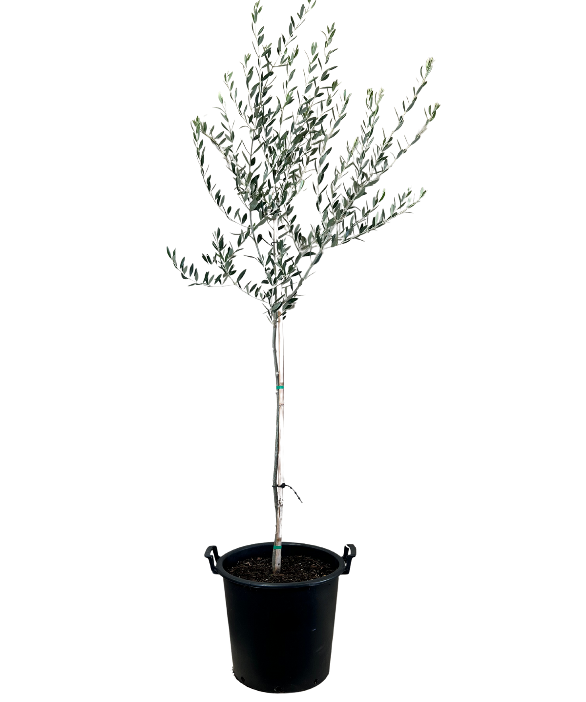 Olive - Olea Correggiola