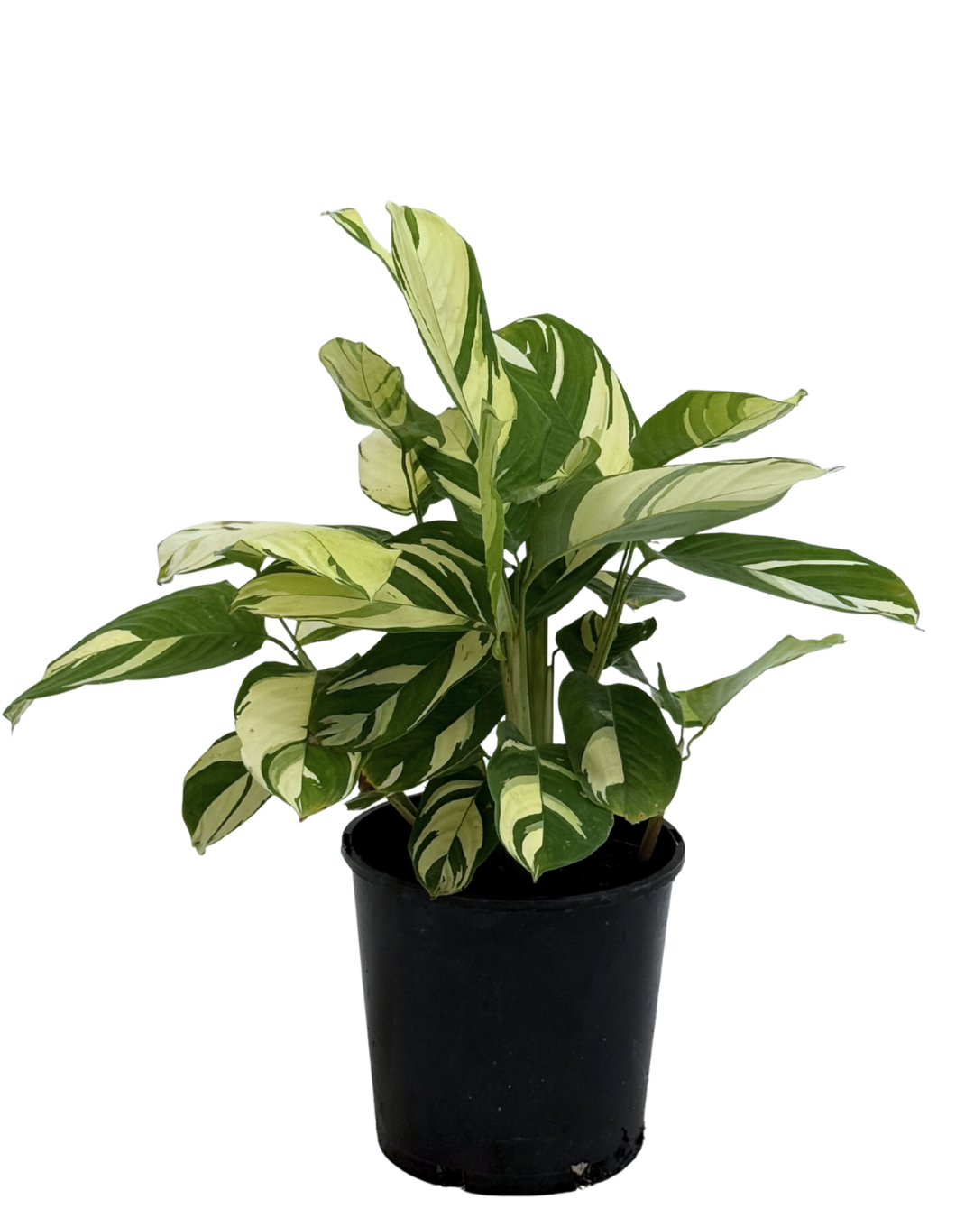 Ctenanthe Golden Mosaic