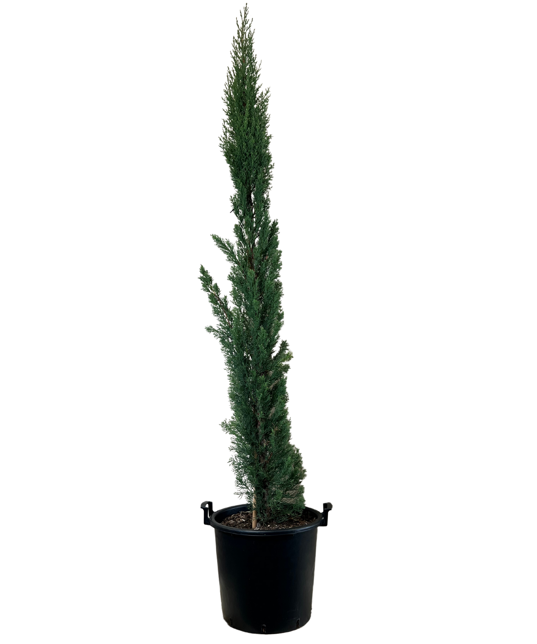 Pencil Pine - Cupressus Sempervirens Glauca