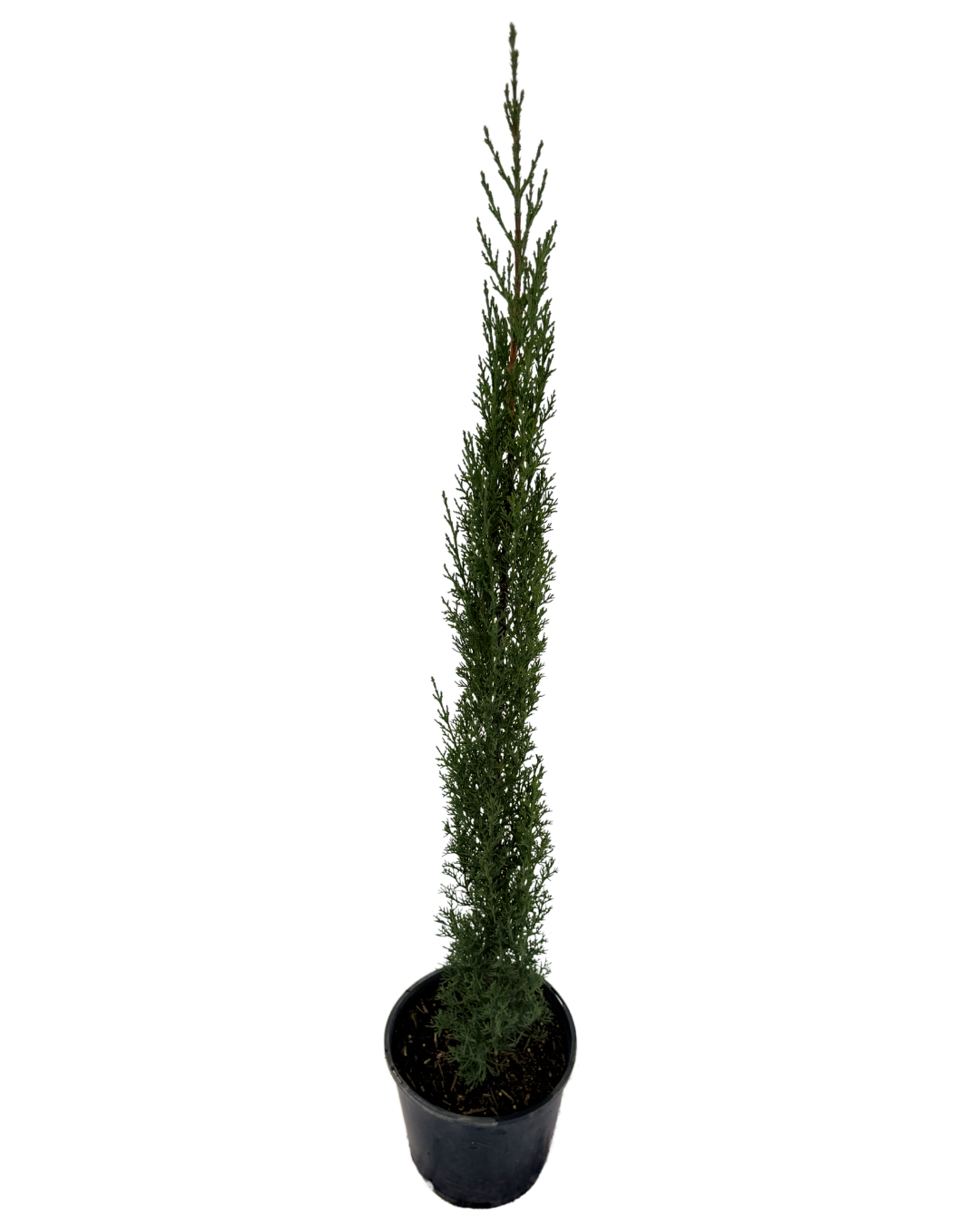 Cupressus Sempervirens Glauca
