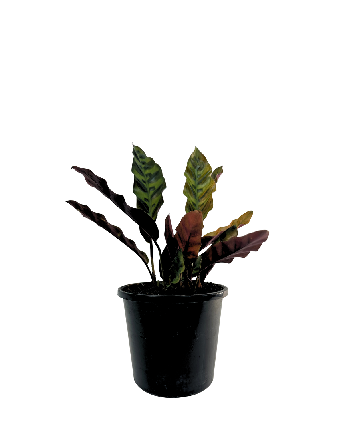 Calathea Insignis