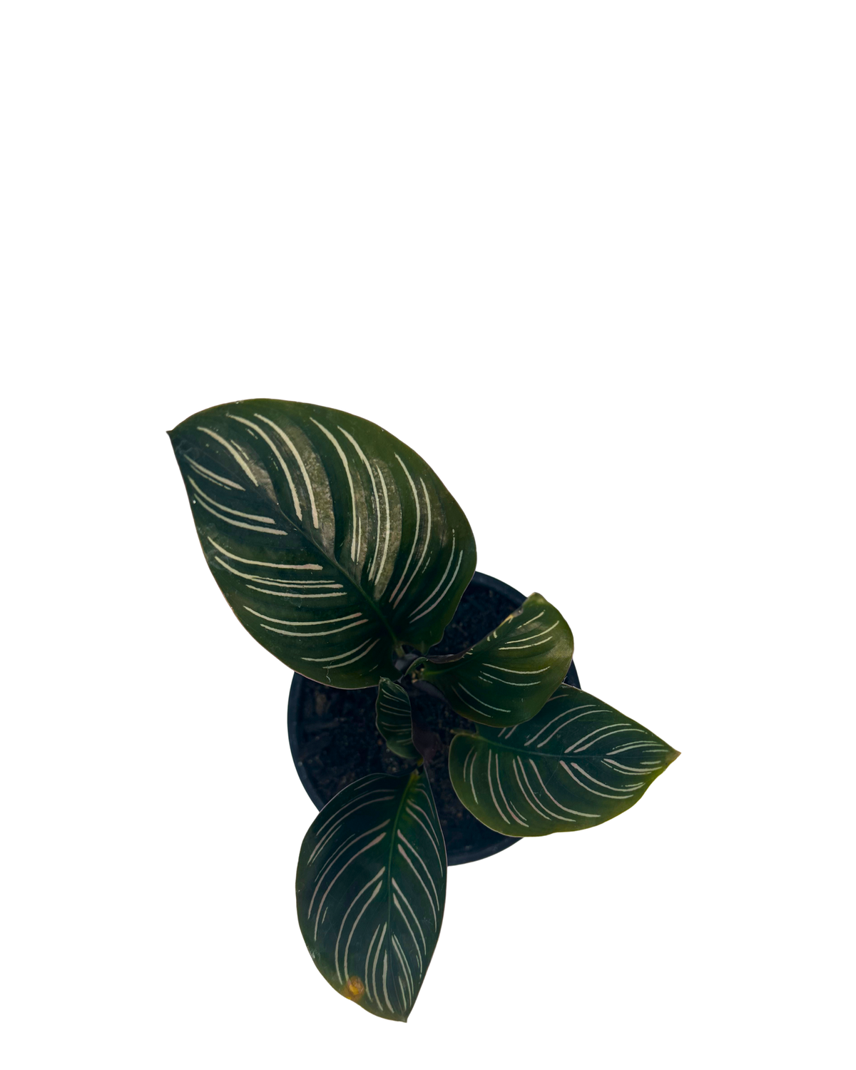 Calathea Sanderiana