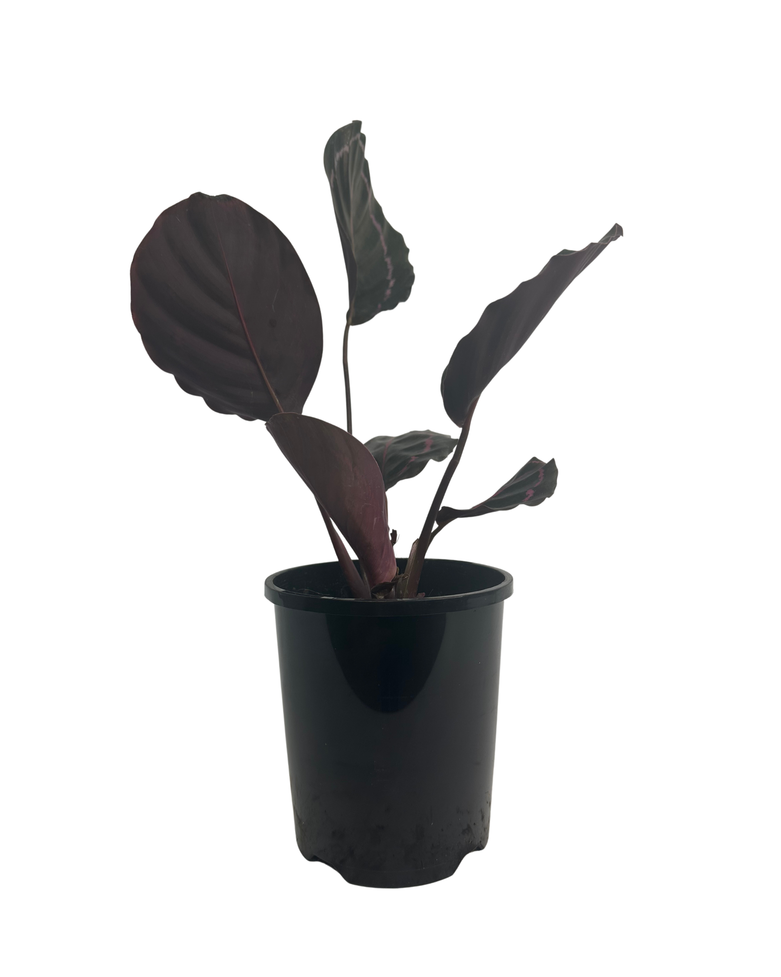 Calathea Dottie