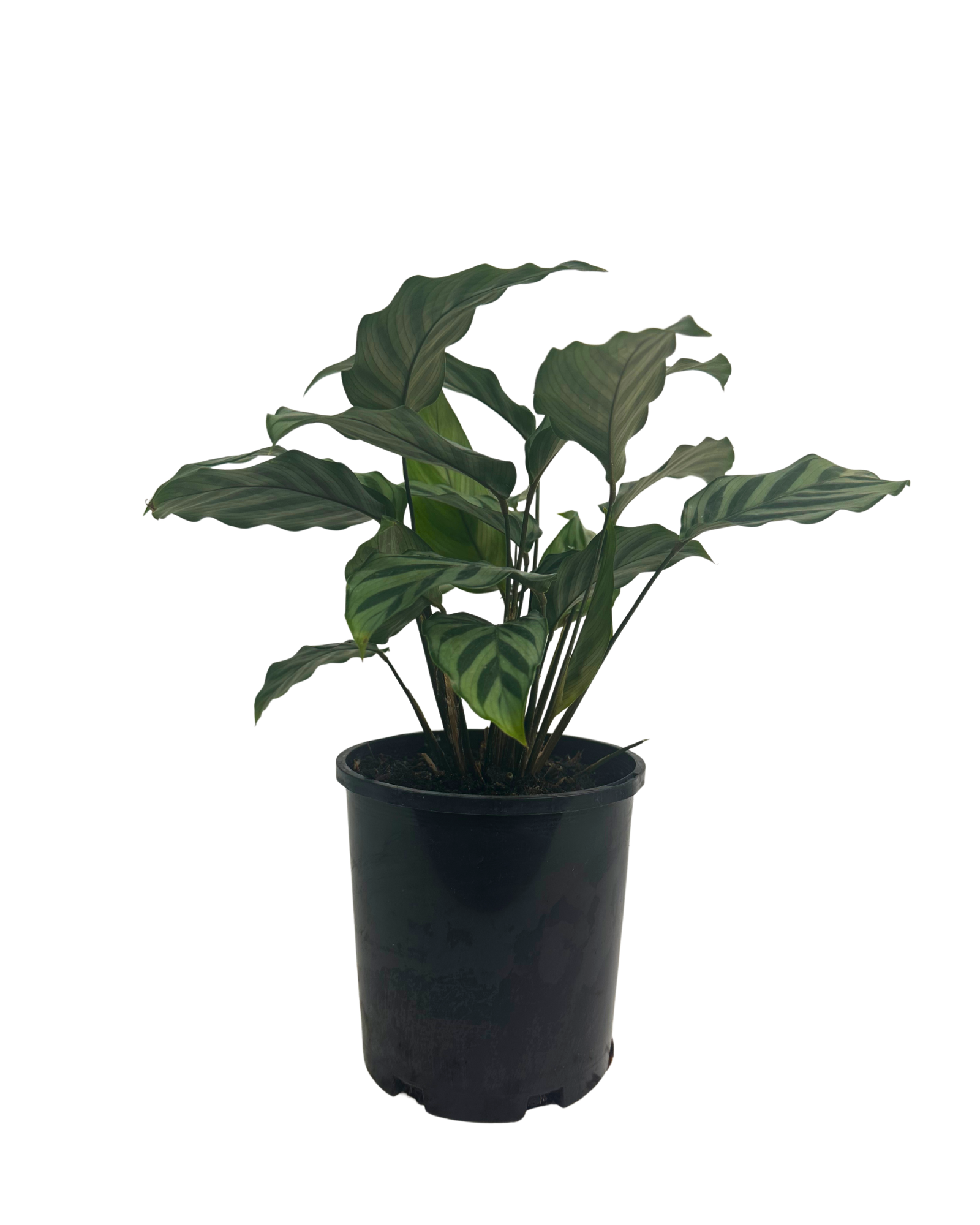 Calathea Freddy