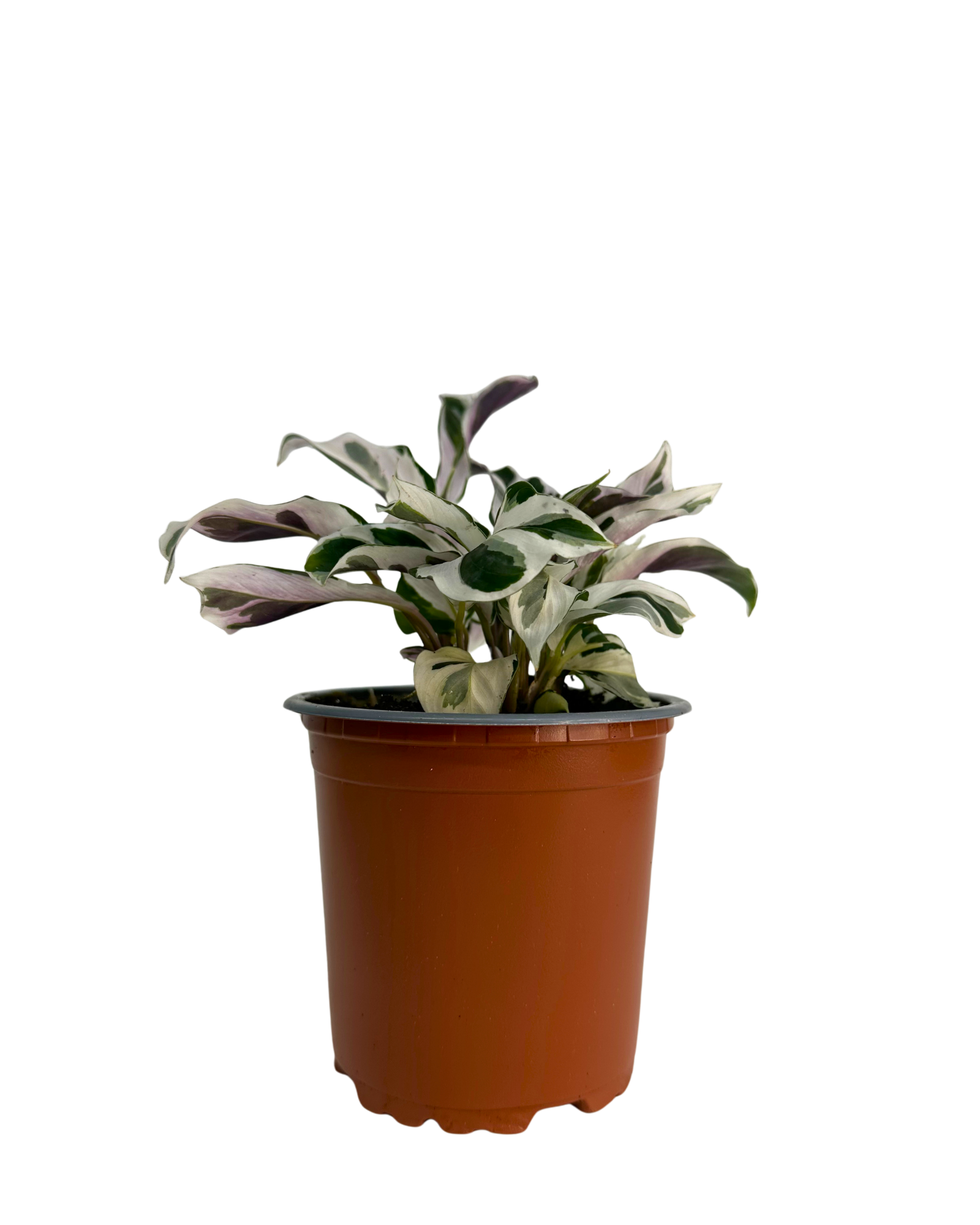 Calathea White Fusion