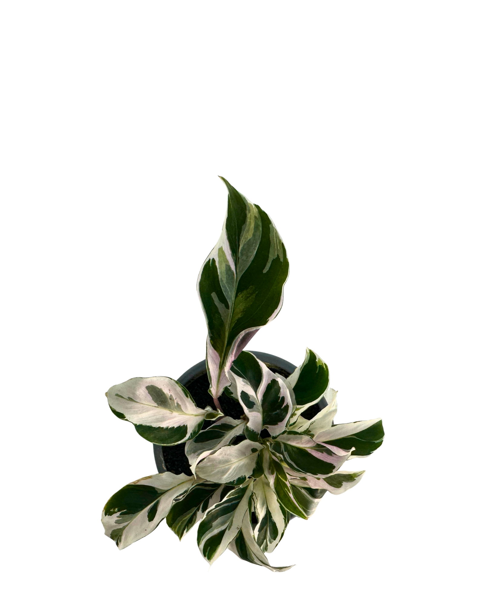 Calathea White Fusion