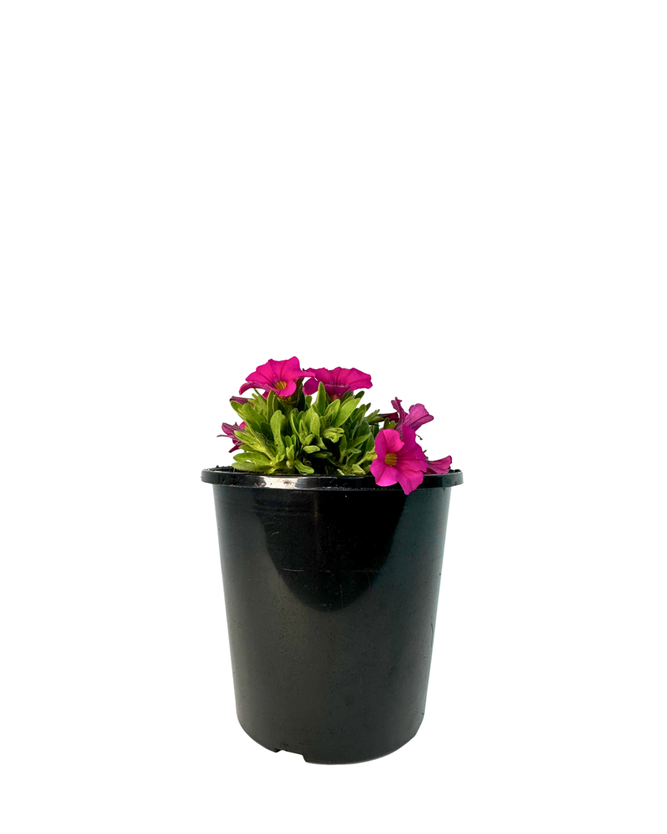 Calibrachoa Calipetite Rose