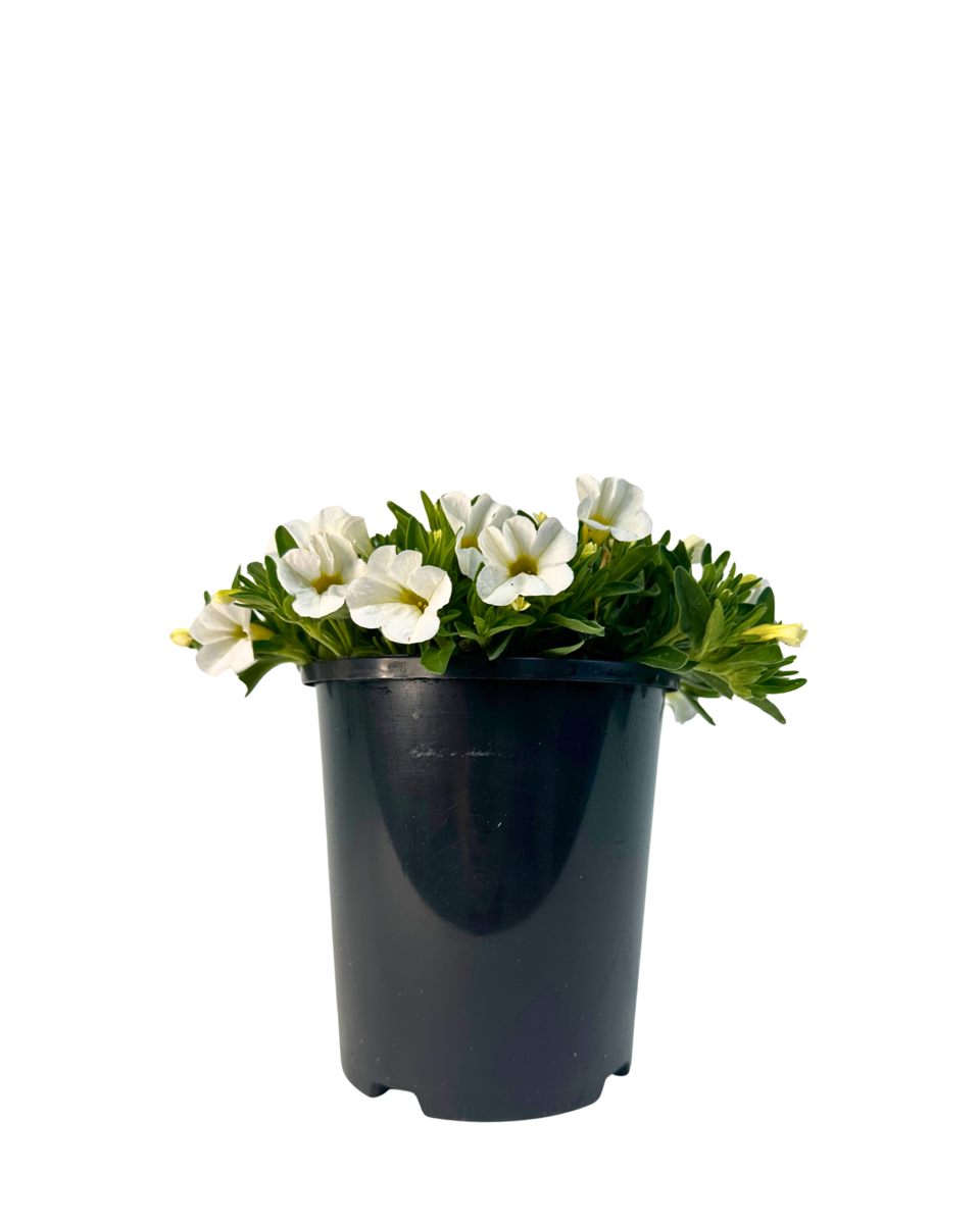 Calibrachoa Calipetite White