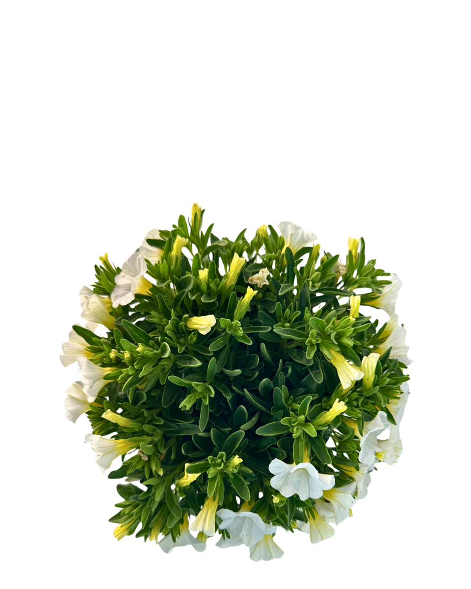 Calibrachoa Calipetite White
