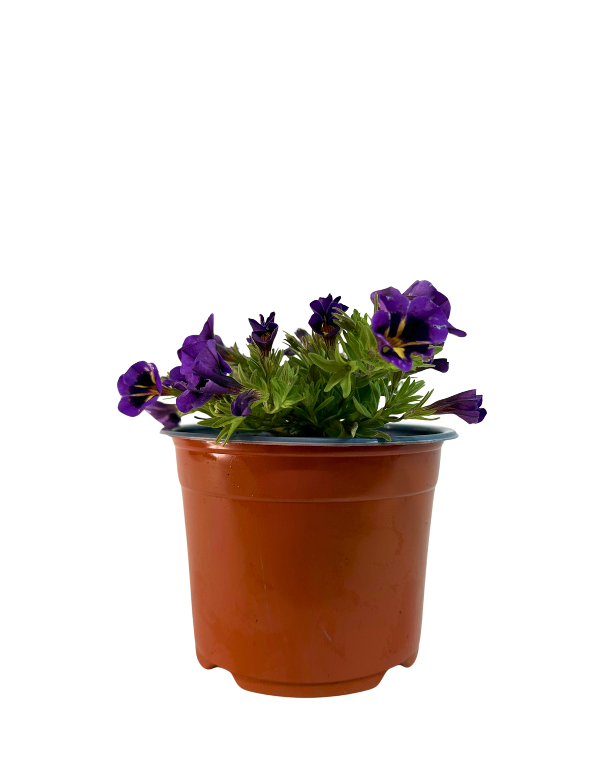 Calibrachoa Midnight Kiss