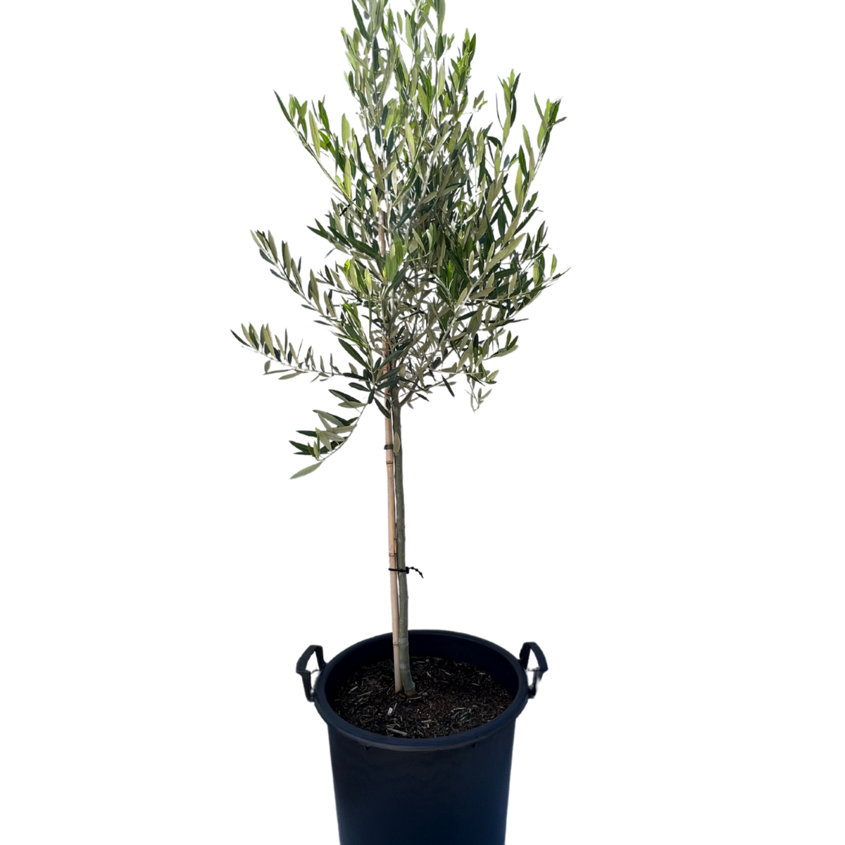 Olive - Olea California Queen | Fruit Tree Perth | Waldecks