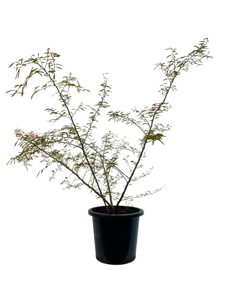 Calliandra Pink Poodle