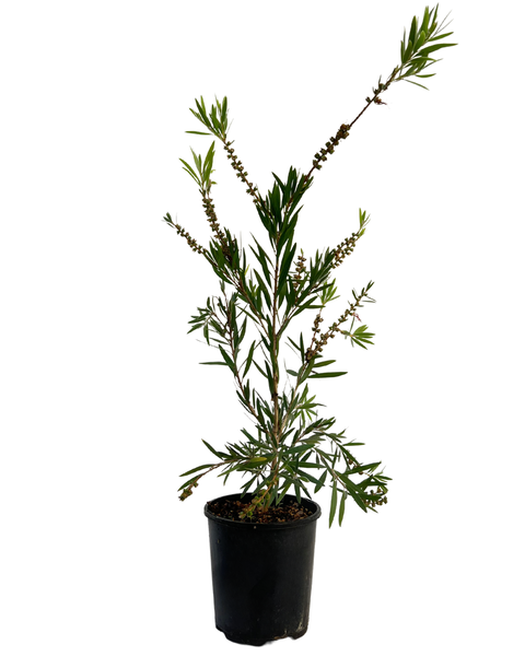 Callistemon Hannah Ray | Australian Native Plant Perth