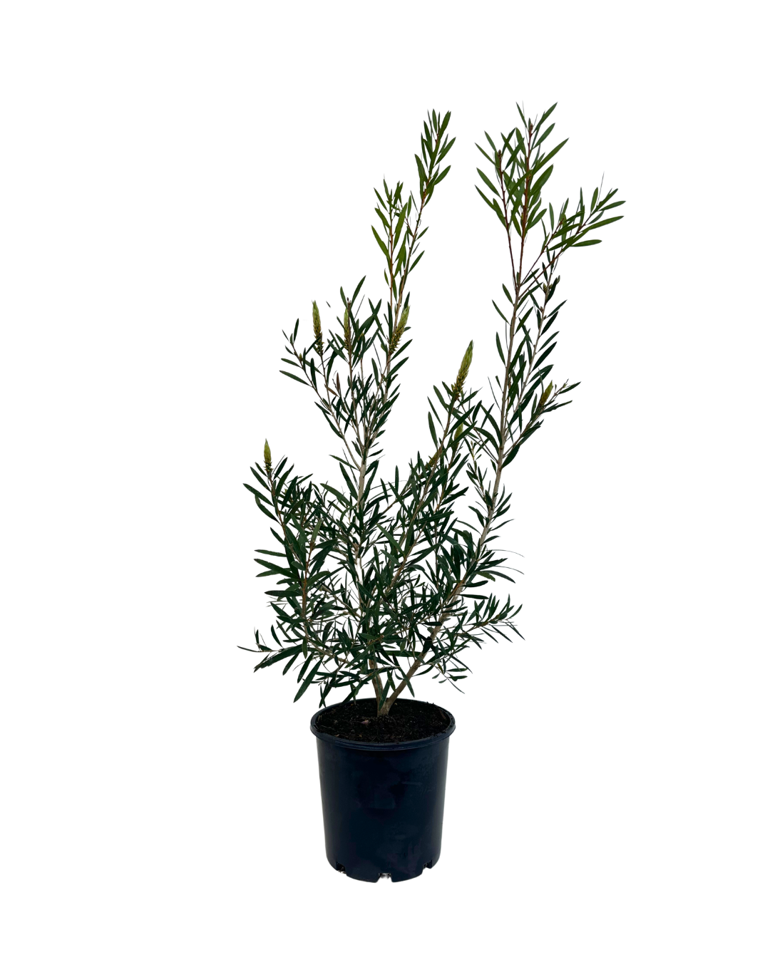 Callistemon Kings Park Special
