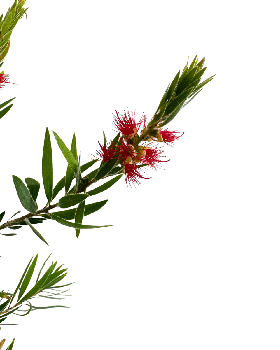 Callistemon Prolific