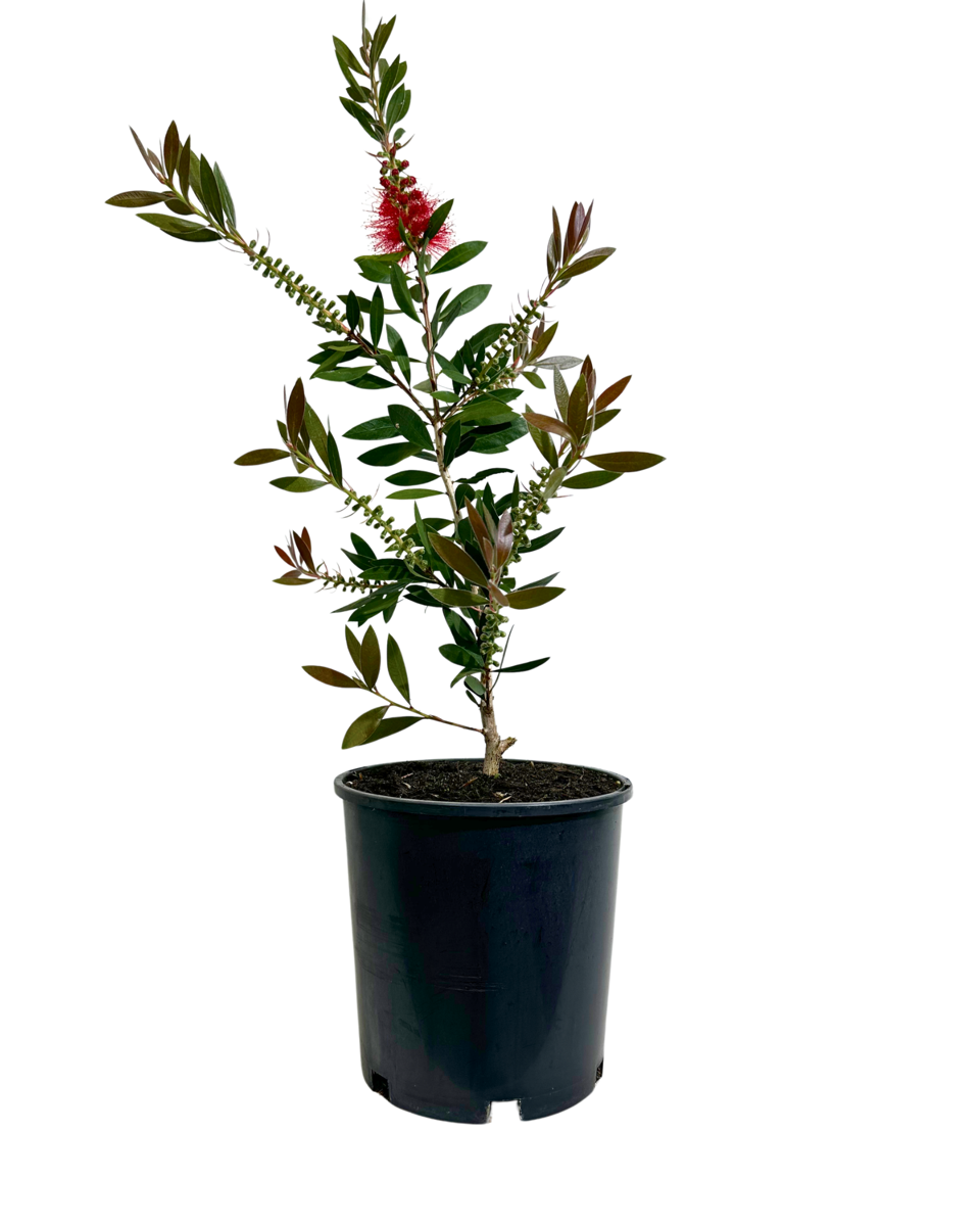 Callistemon Splendens