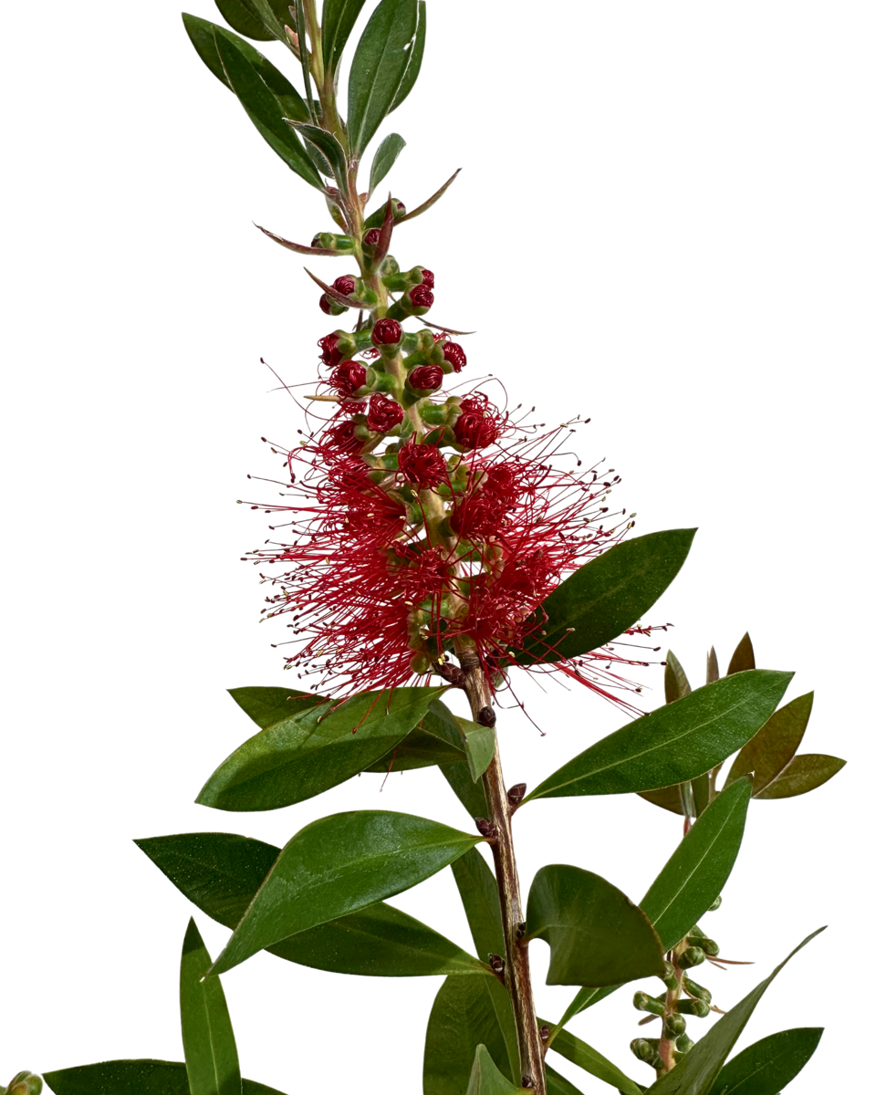 Callistemon Splendens