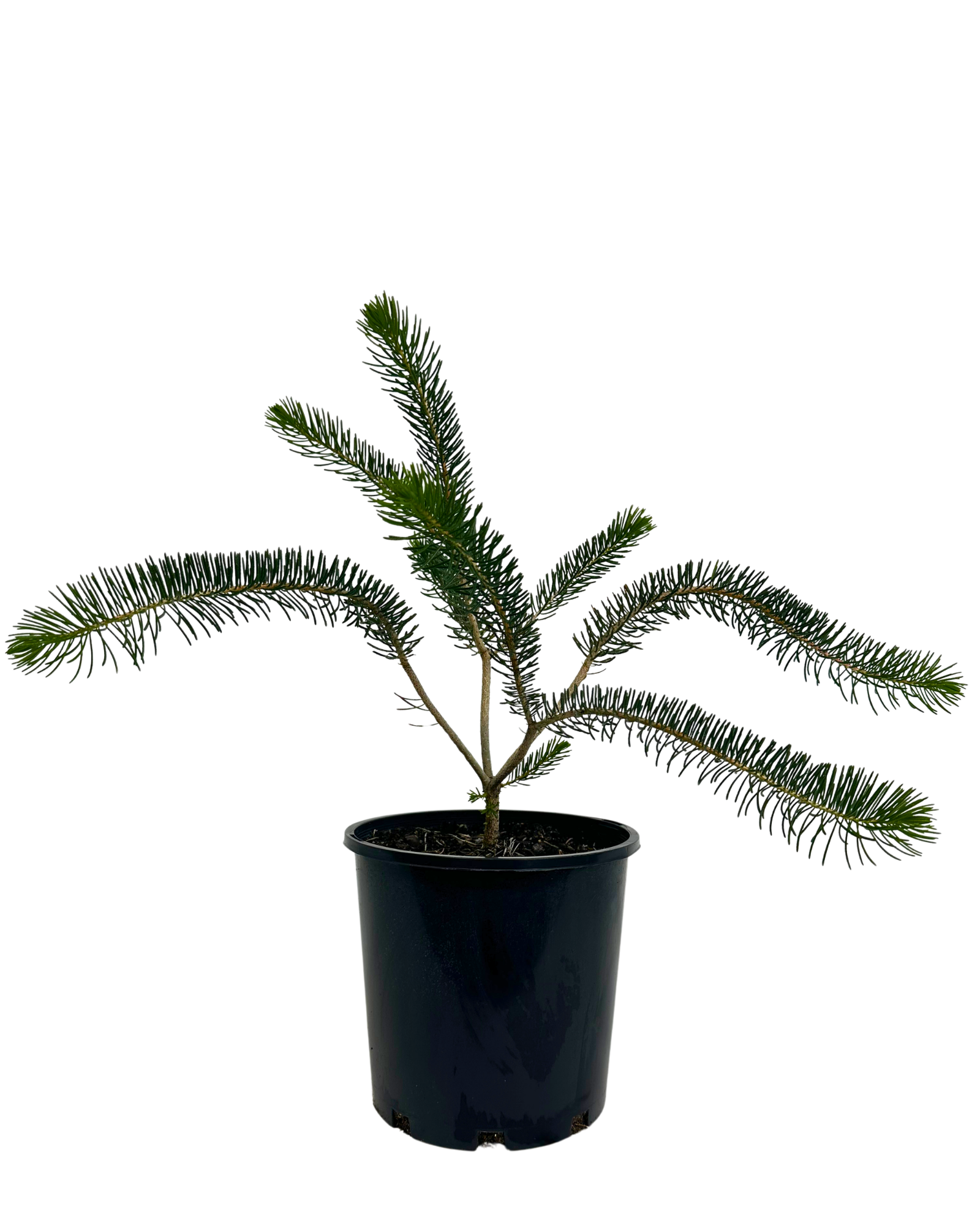 Calothamnus Quadrifidus