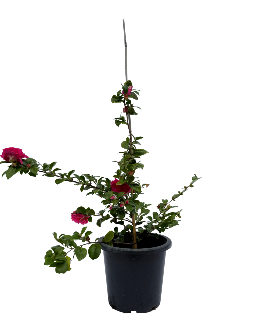 Camellia Bonanza