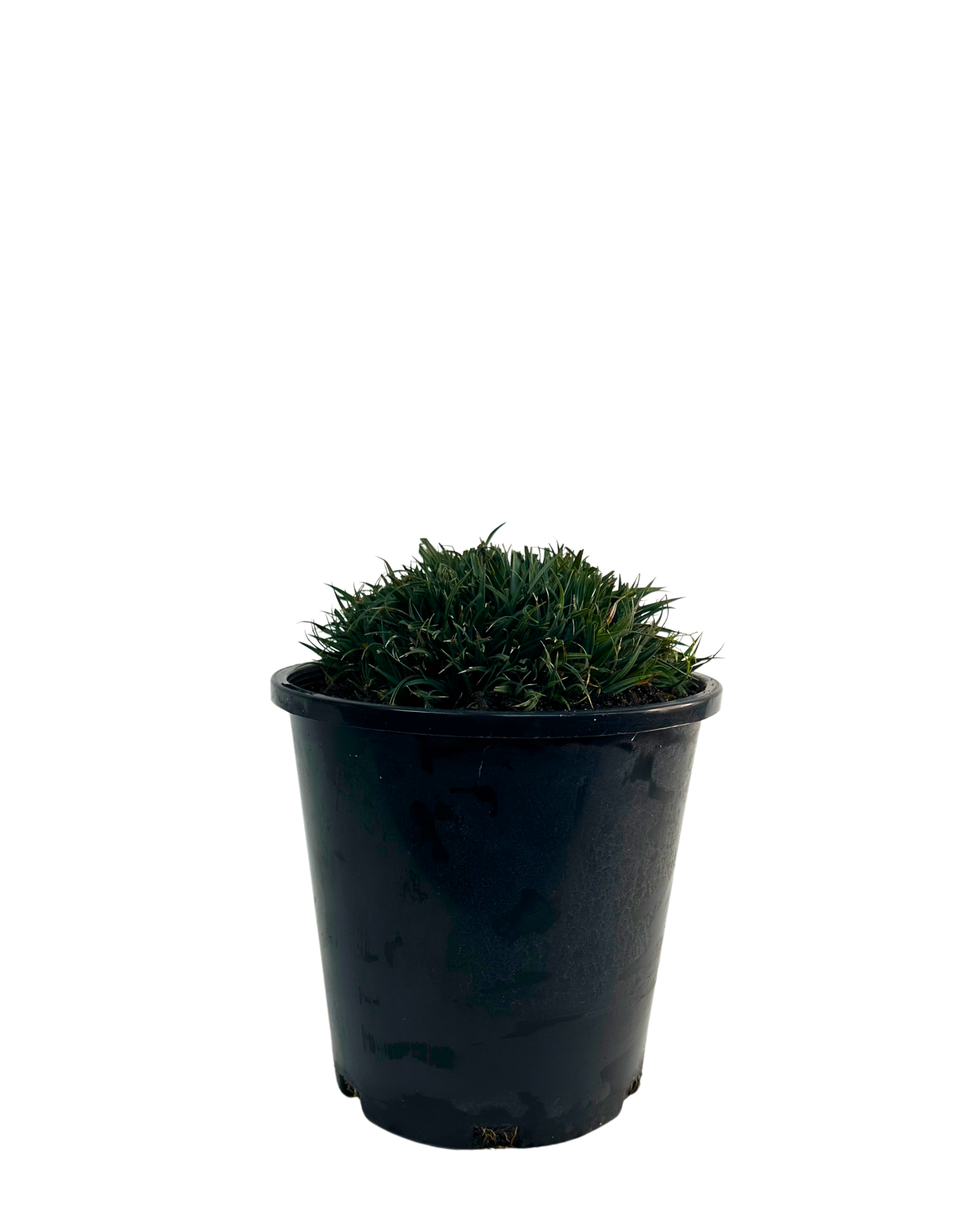 Carex Blue Waves