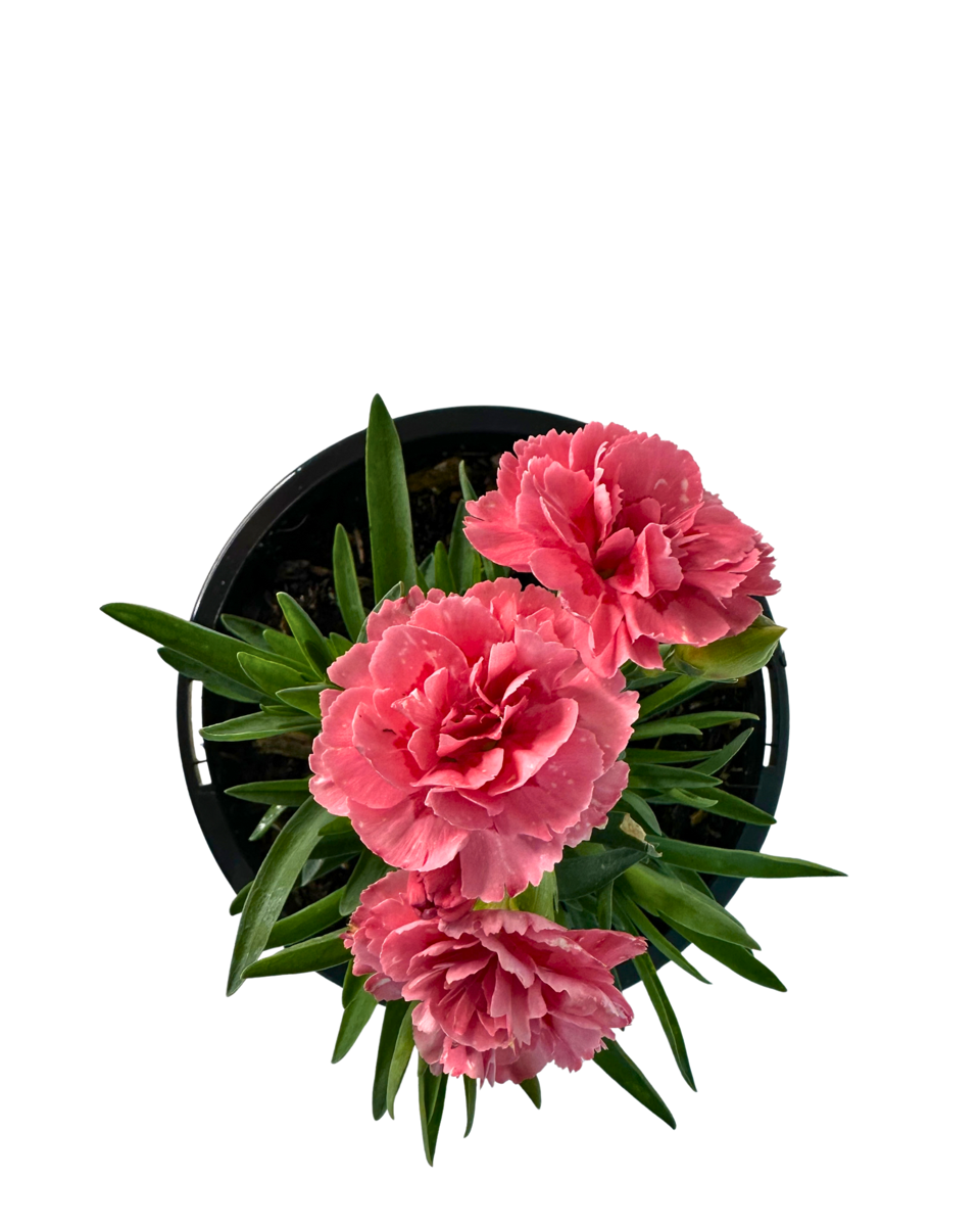 Carnation Oscar Pink
