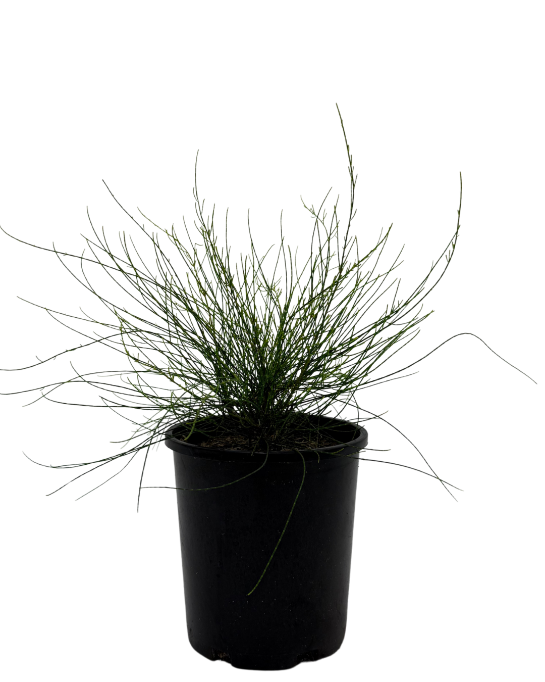 Casurina Greenwave