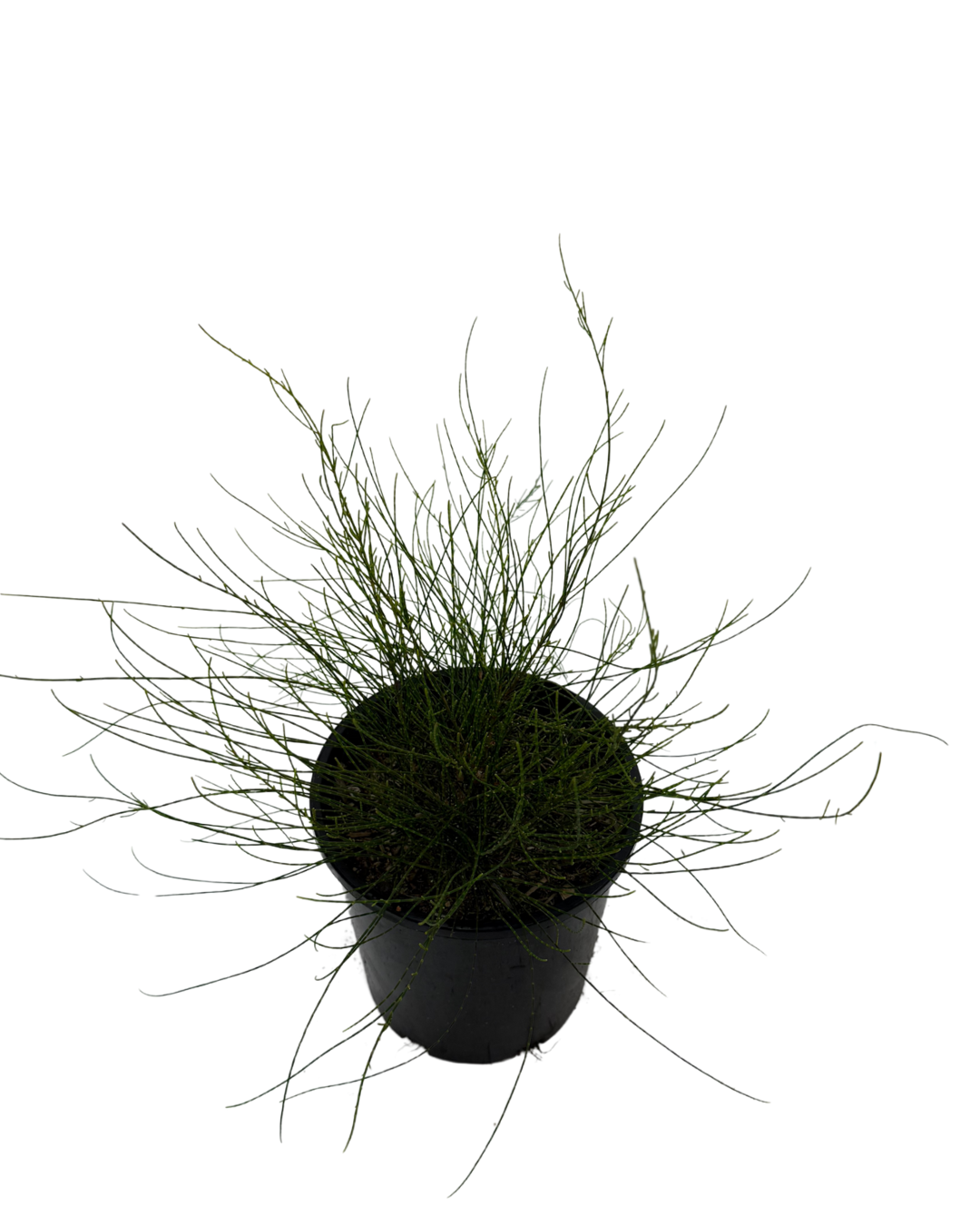 Casurina Greenwave