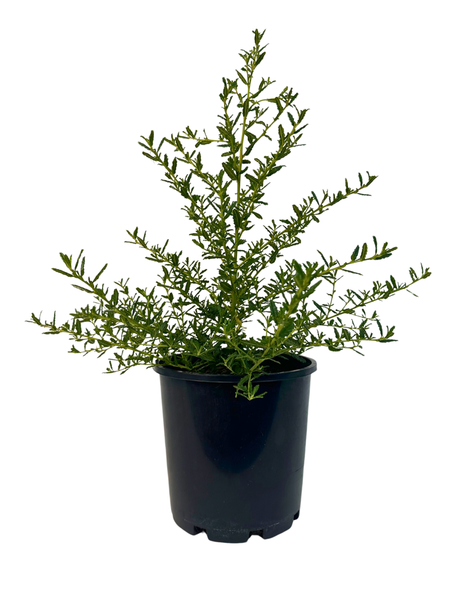 Ceanothus Blue Pacific