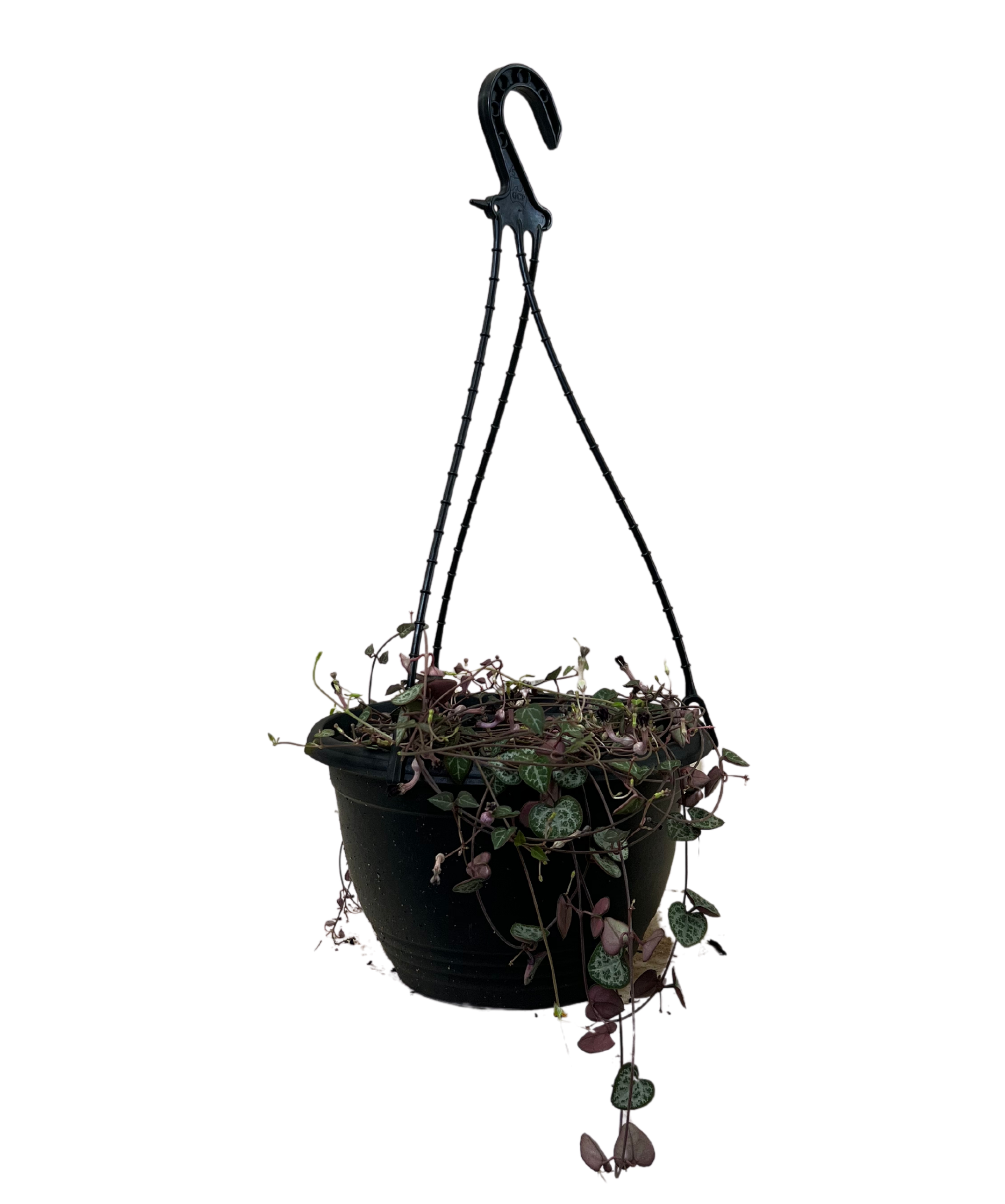 Chain Of Hearts - Hanging Basket