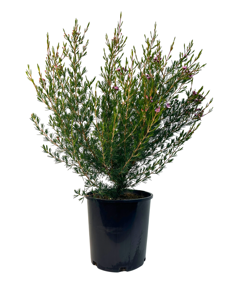 Chamelaucium Paddys Pink