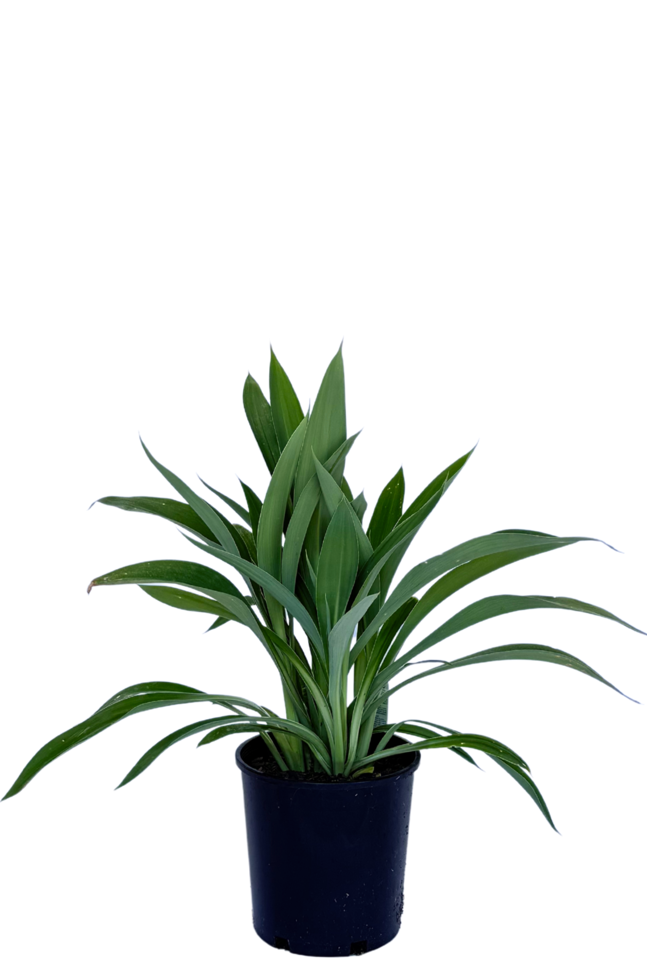 Arthropodium Cirratum