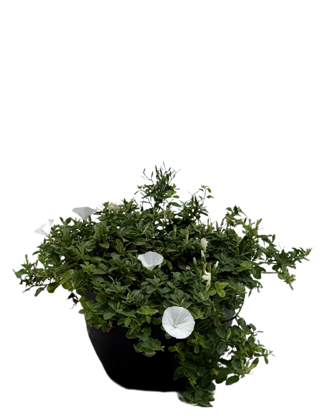 Convolvulus Prime White Hanging Basket