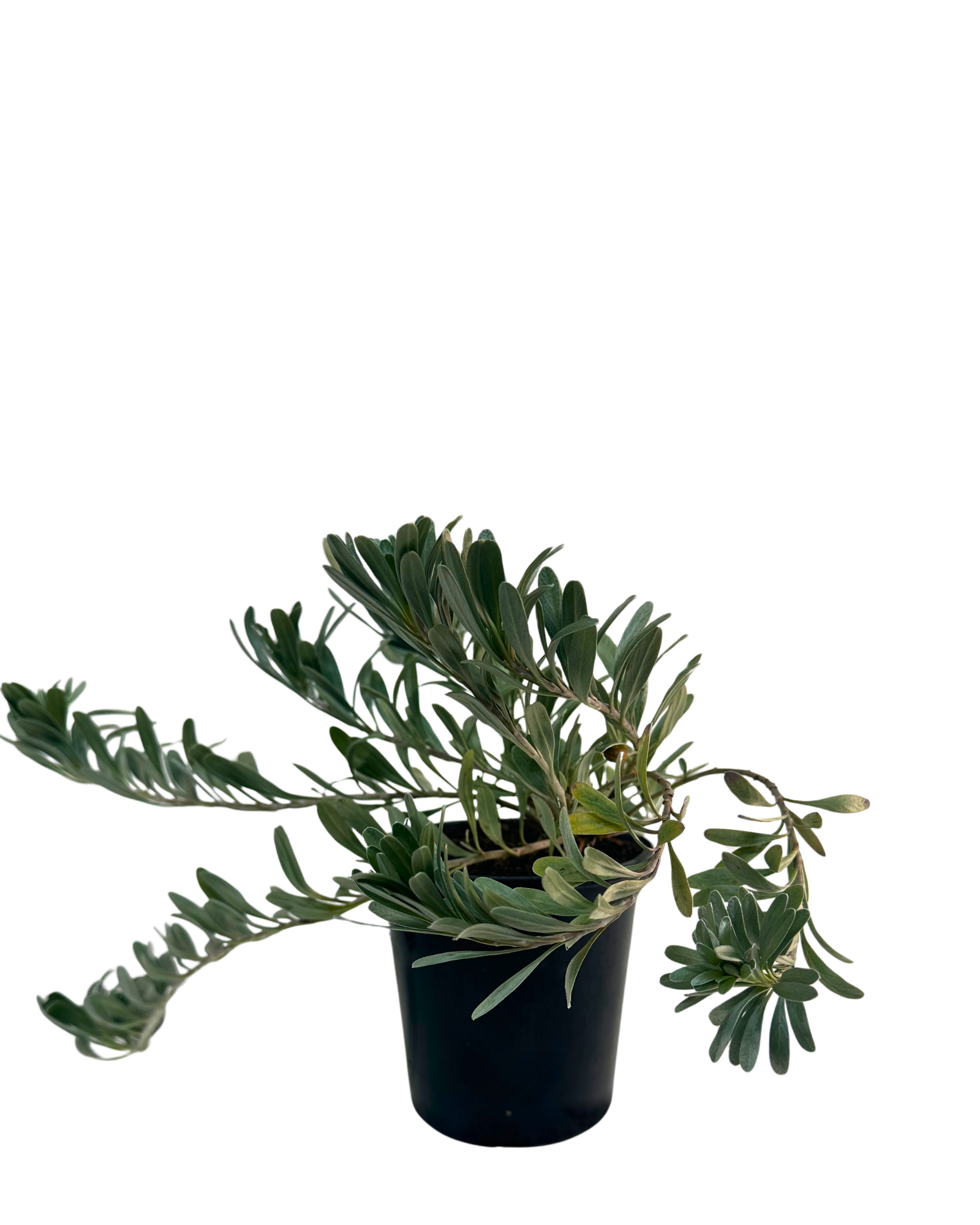 Convolvulus Cneorum