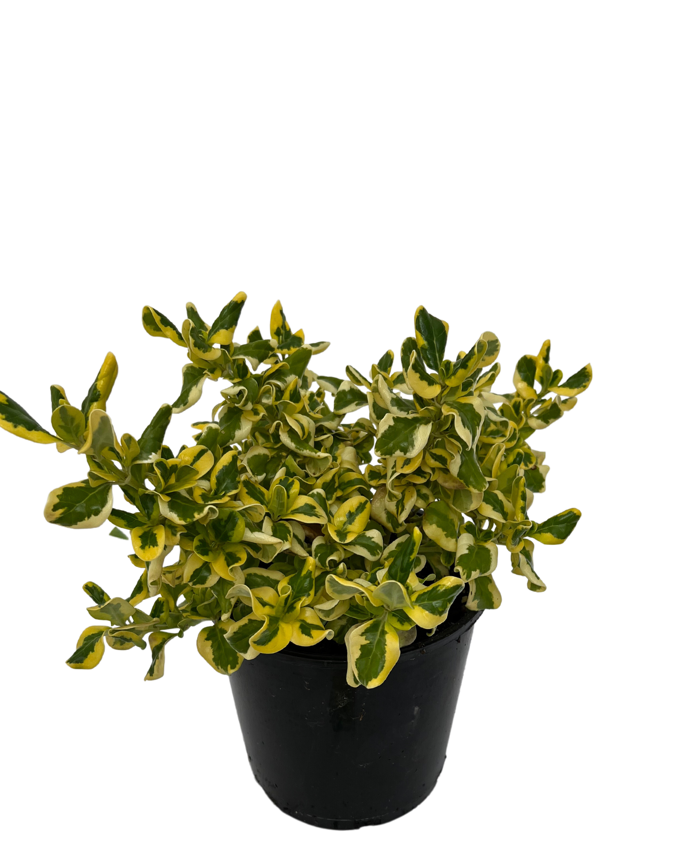 Coprosma Green and Gold