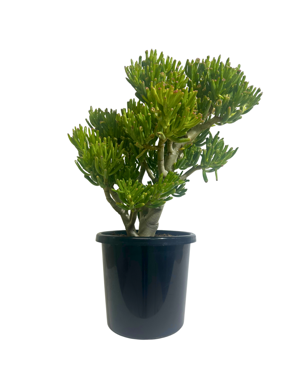 Crassula Gollum
