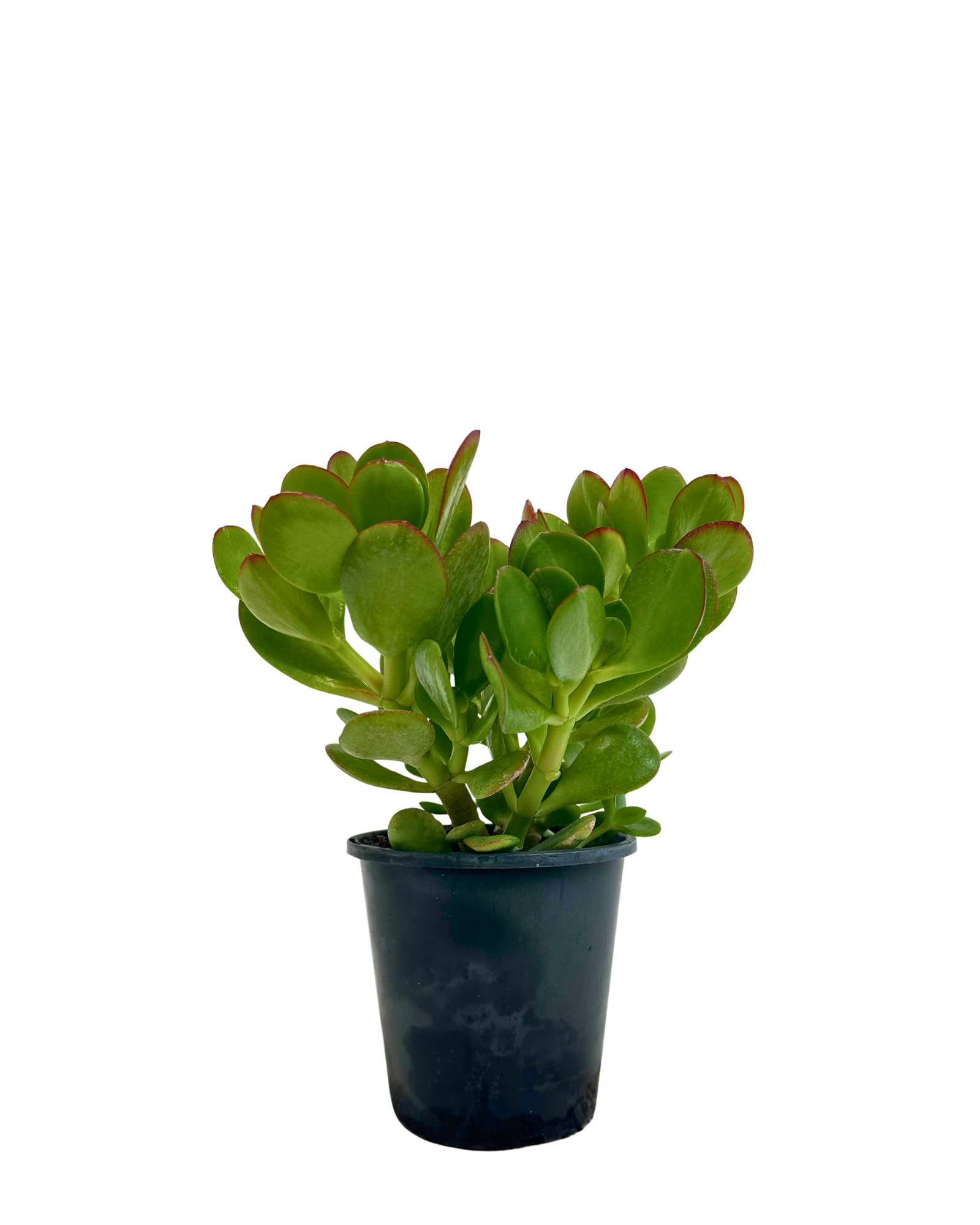 Crassula Ovata