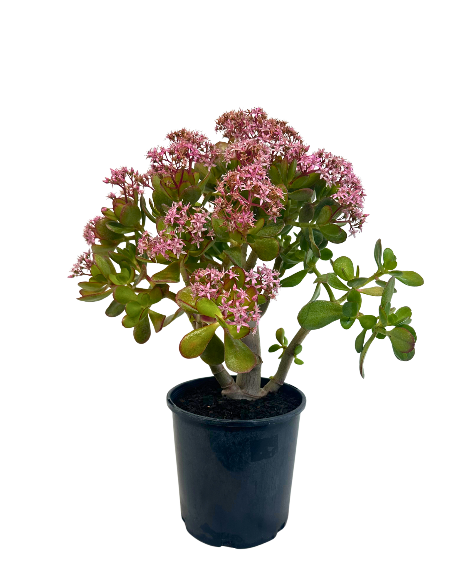 Crassula Ovata