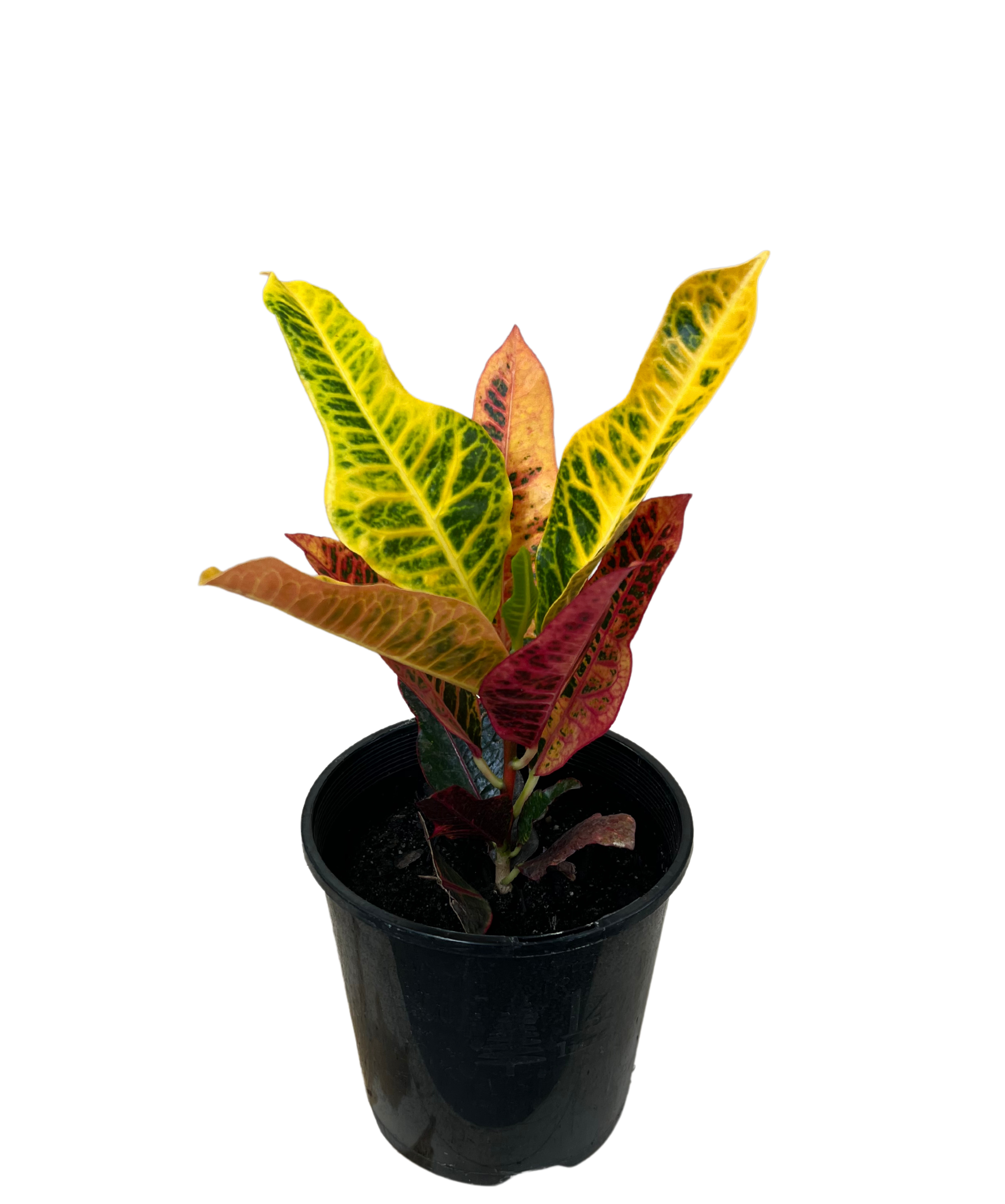 Croton Eura