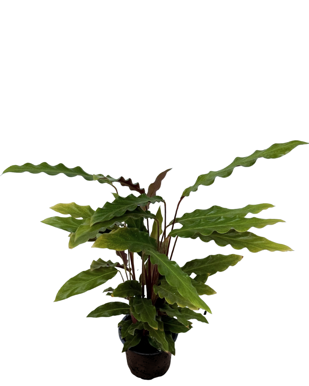 Calathea Rufibarba