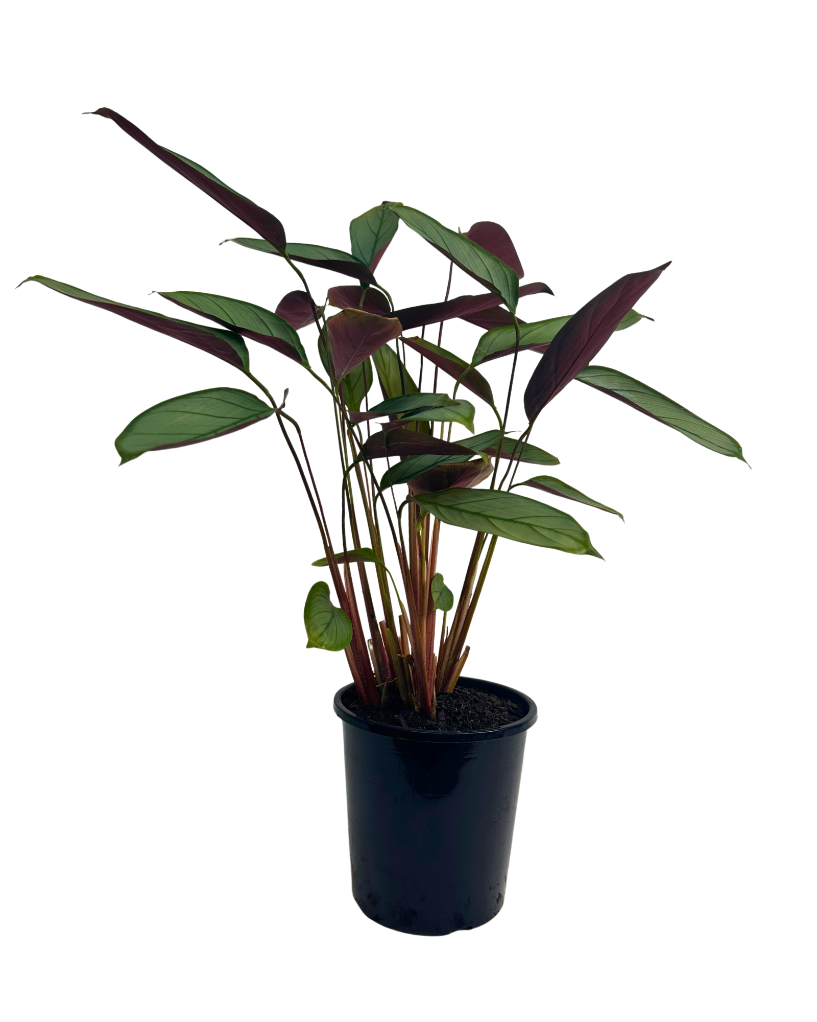 Ctenanthe Grey Star