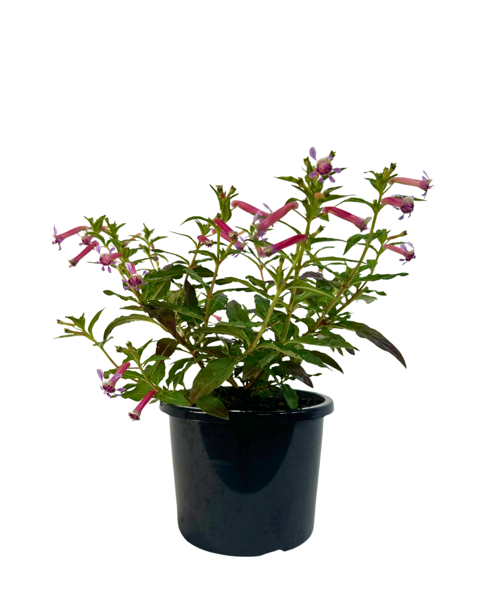 Cuphea Sparkler Blueberry