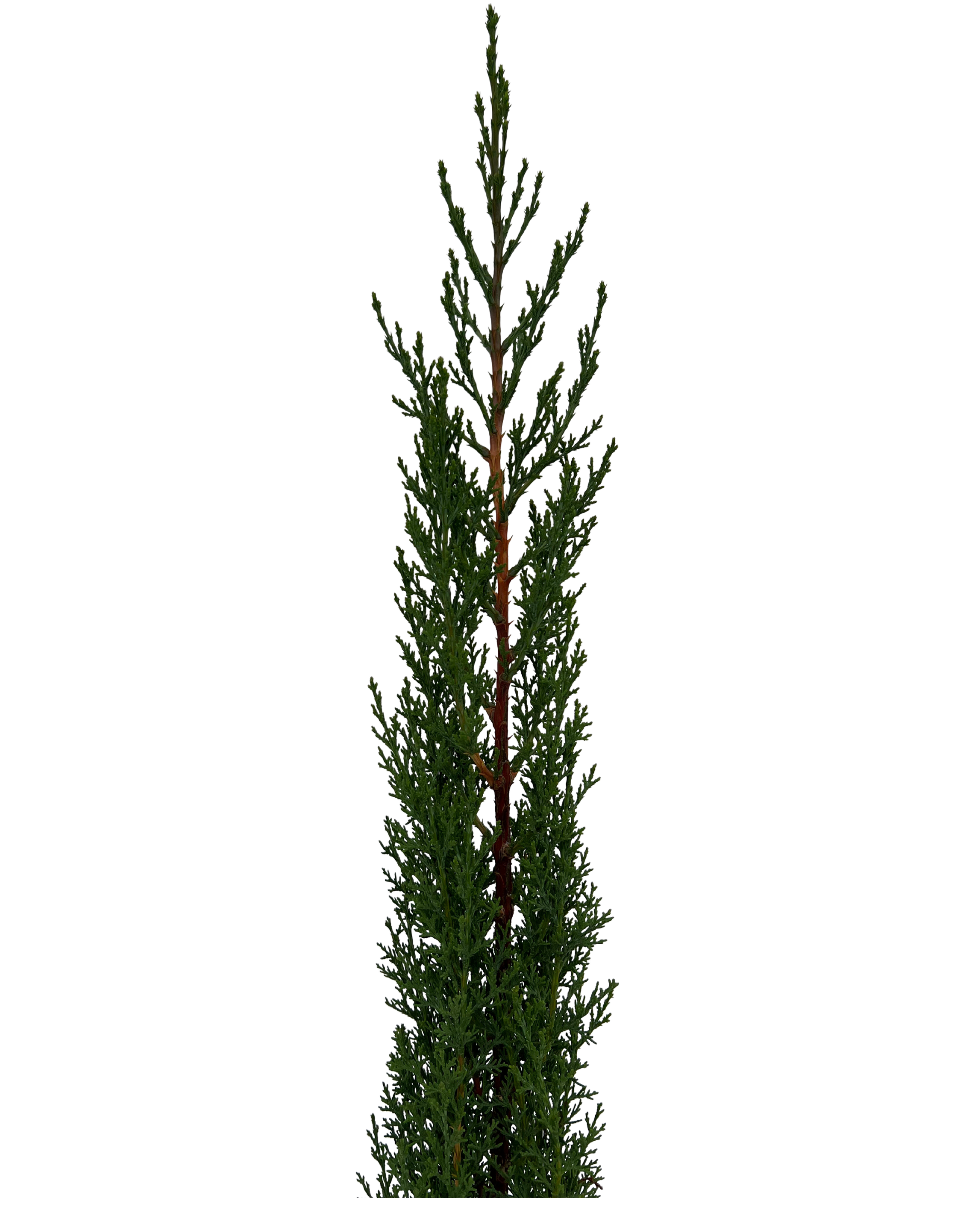 Pencil Pine - Cupressus Sempervirens Glauca