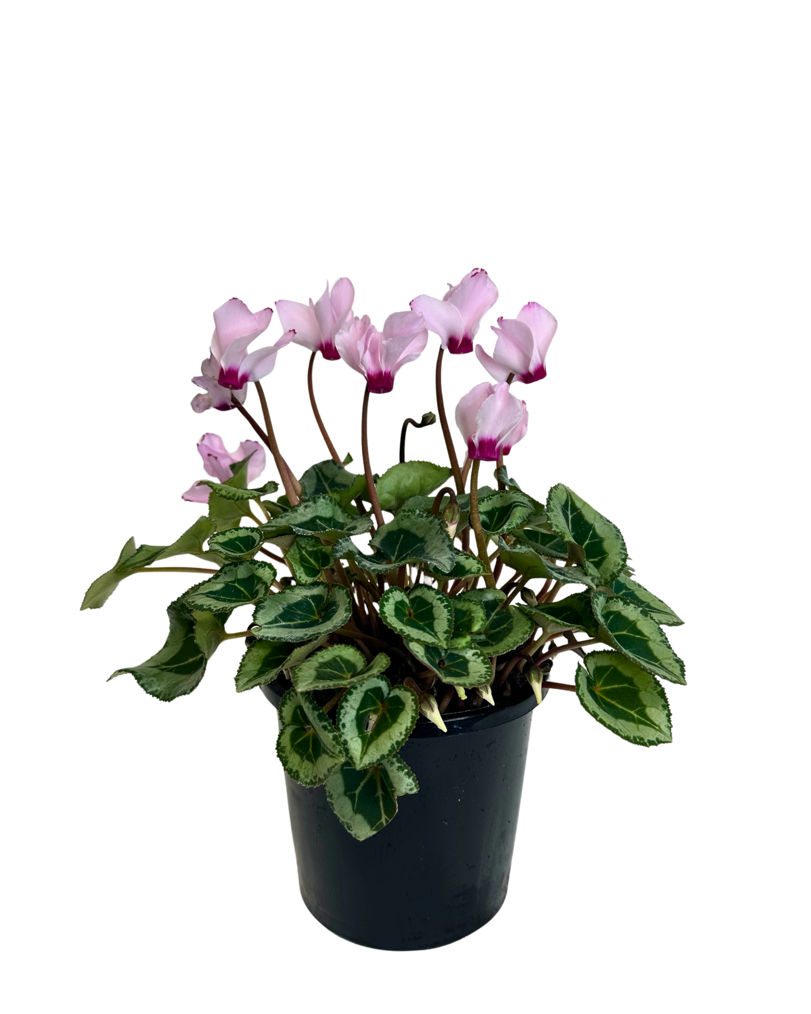 Cyclamen Metis Victoria