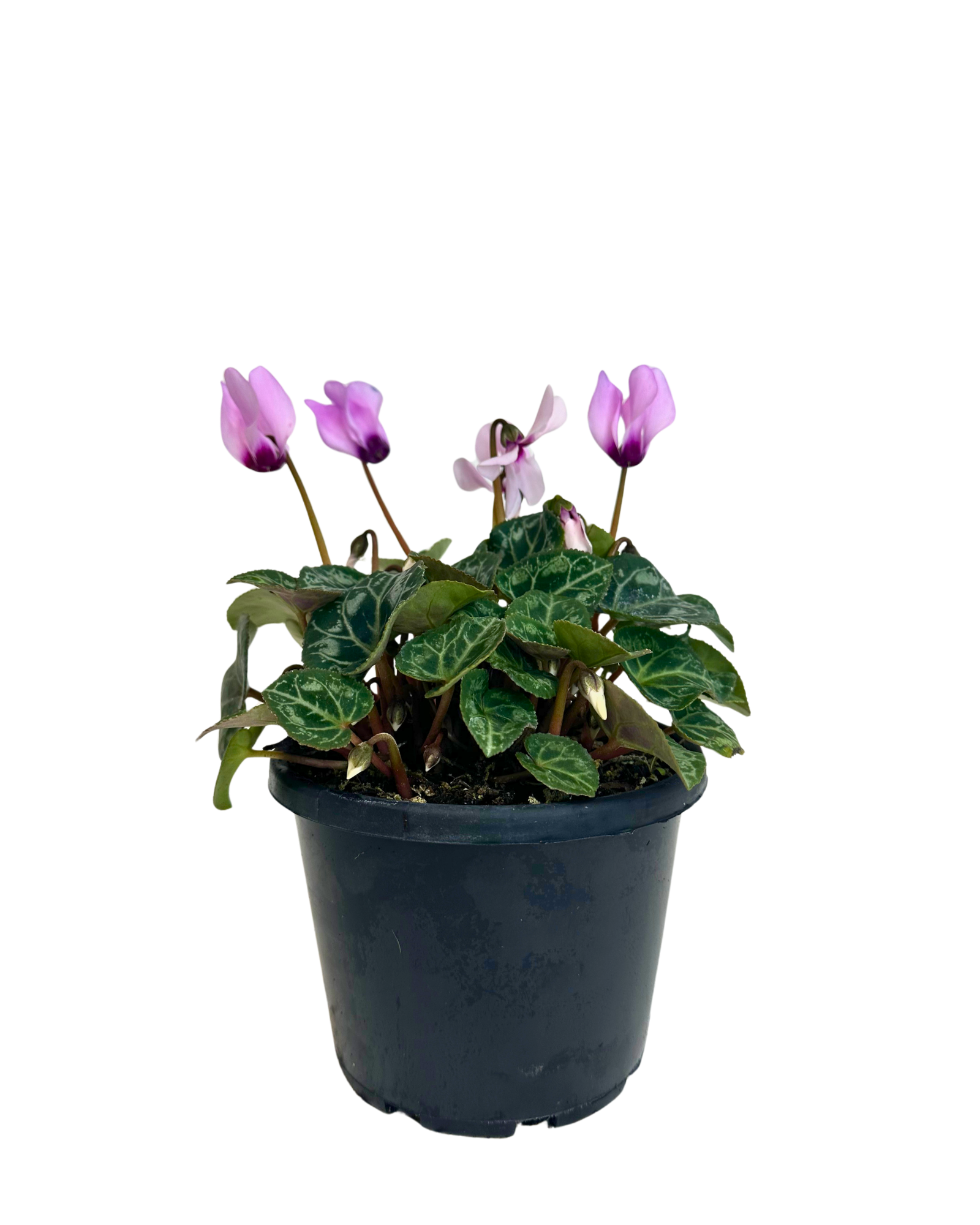 Cyclamen Metis Lilac with Eye