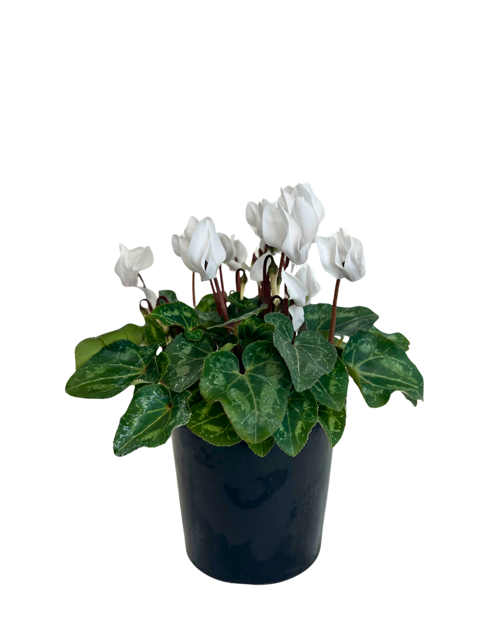 Cyclamen Metis Pure White