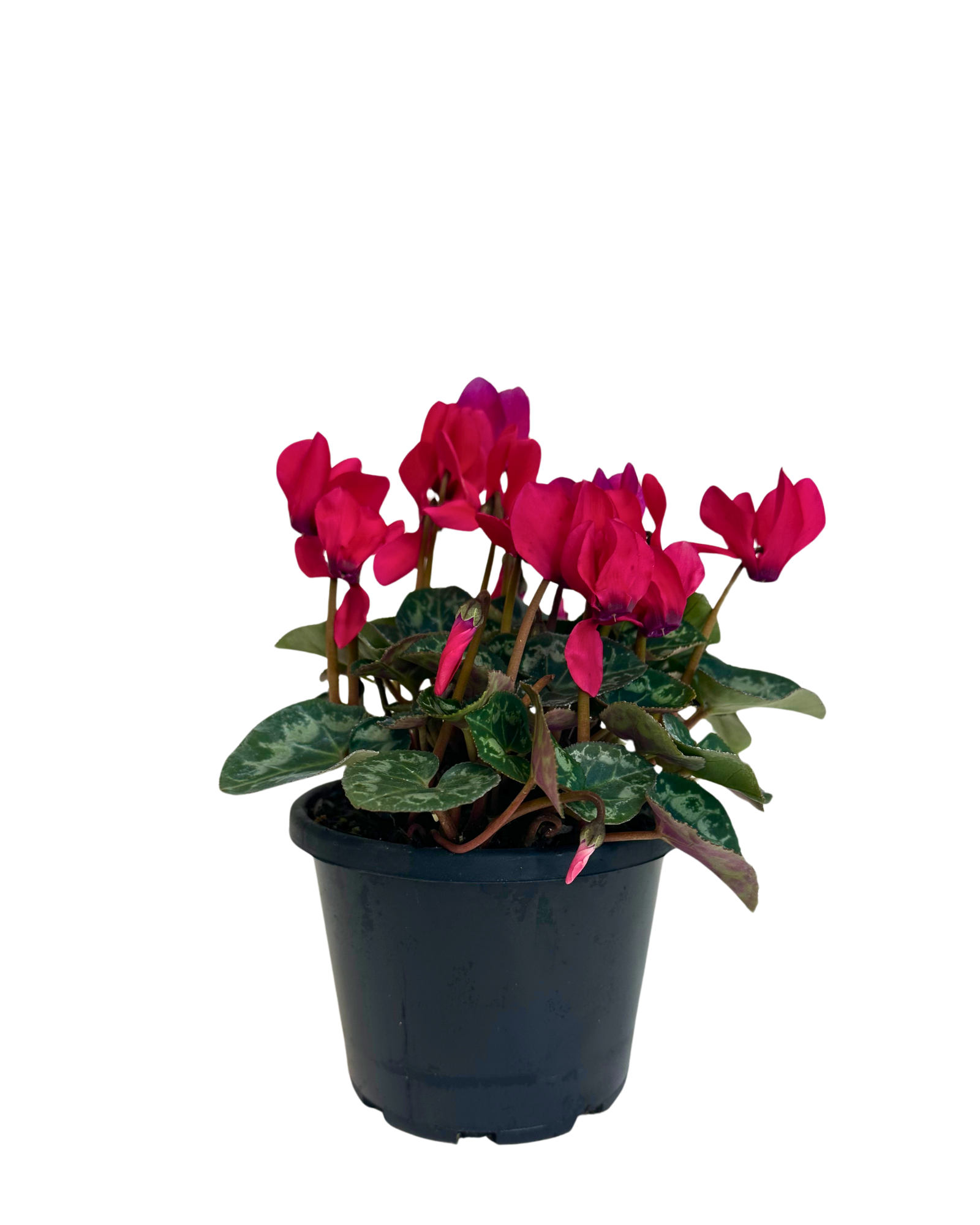 Cyclamen Metis Rose