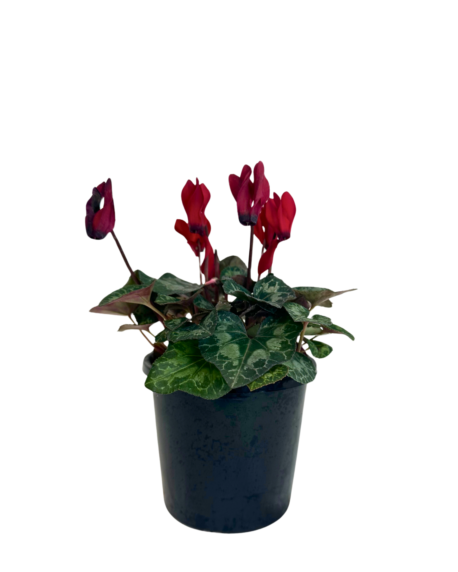 Cyclamen Metis Scarlet