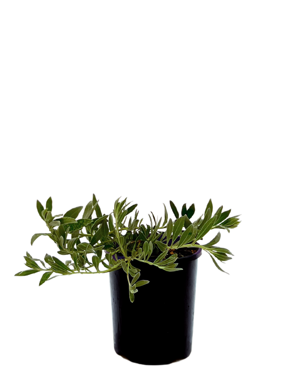 Eremophila Glabra Kalbarri Carpet