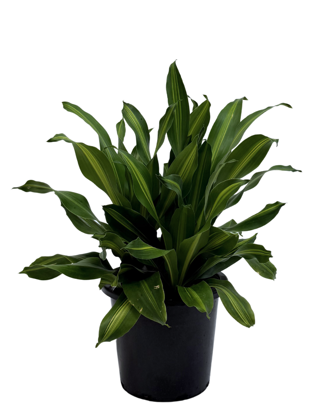 Dracaena Burley Triple Planted